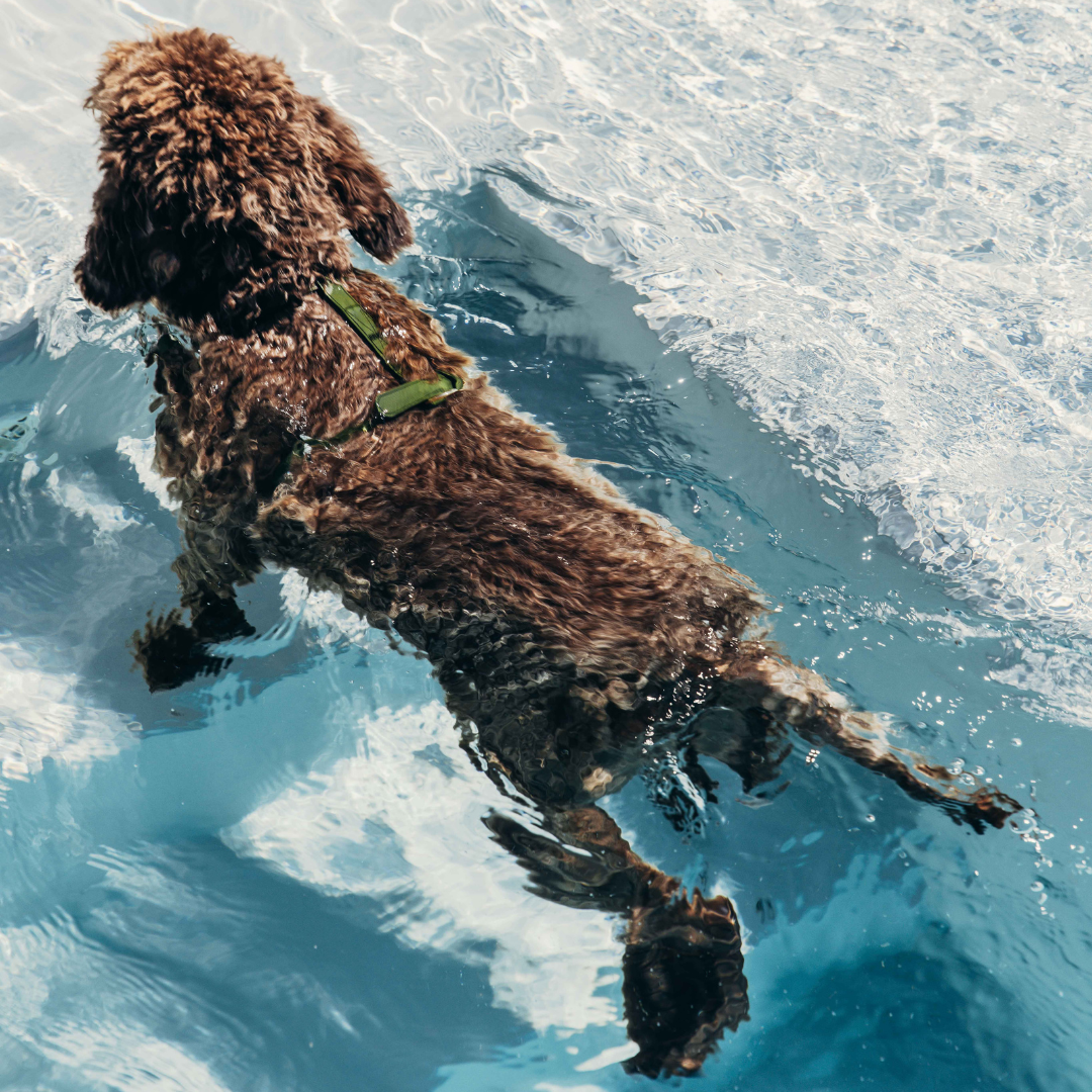 Keeping Your Dog Cool: Summer Tips for a Happy Pup 🐶
