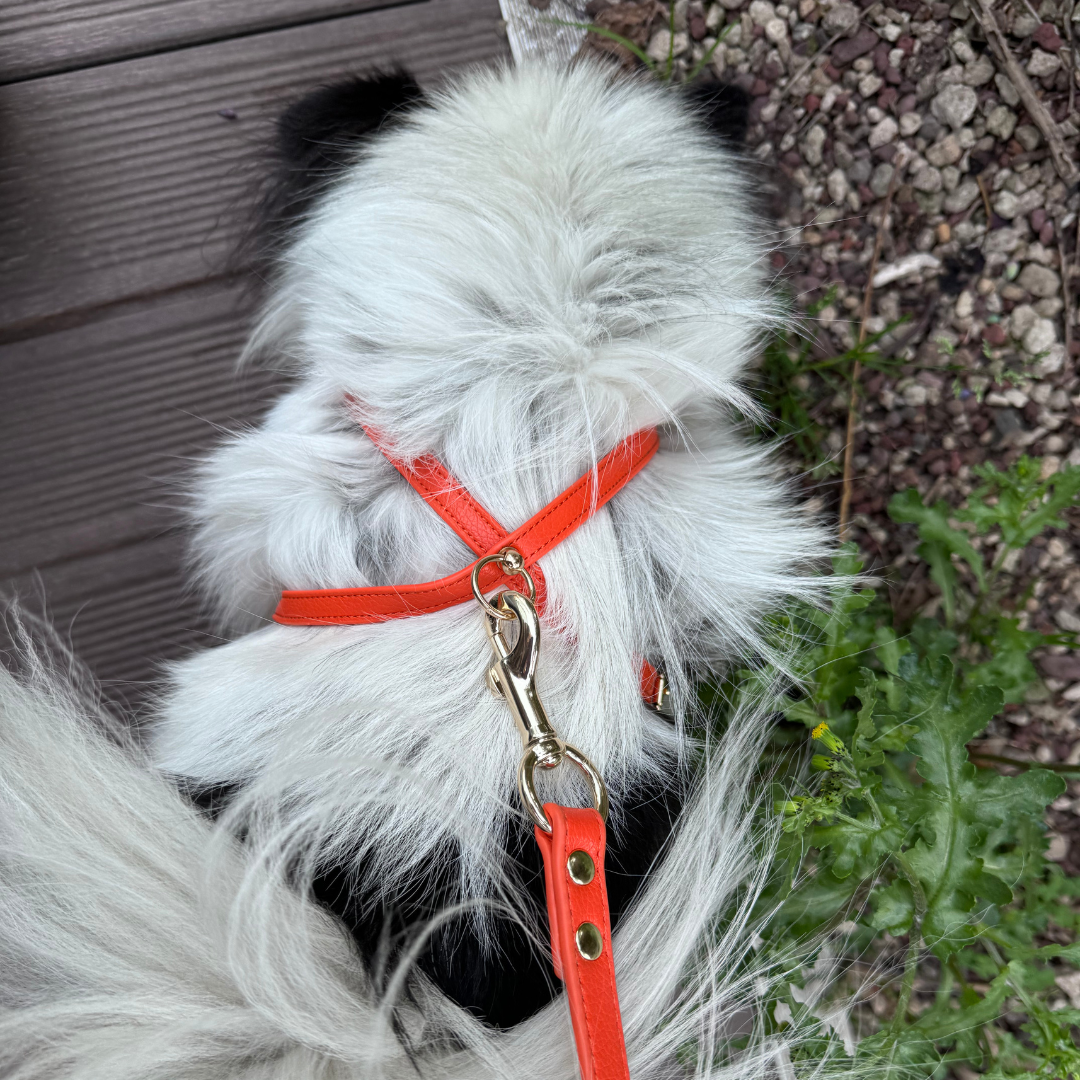 Orange Small Dog Harness