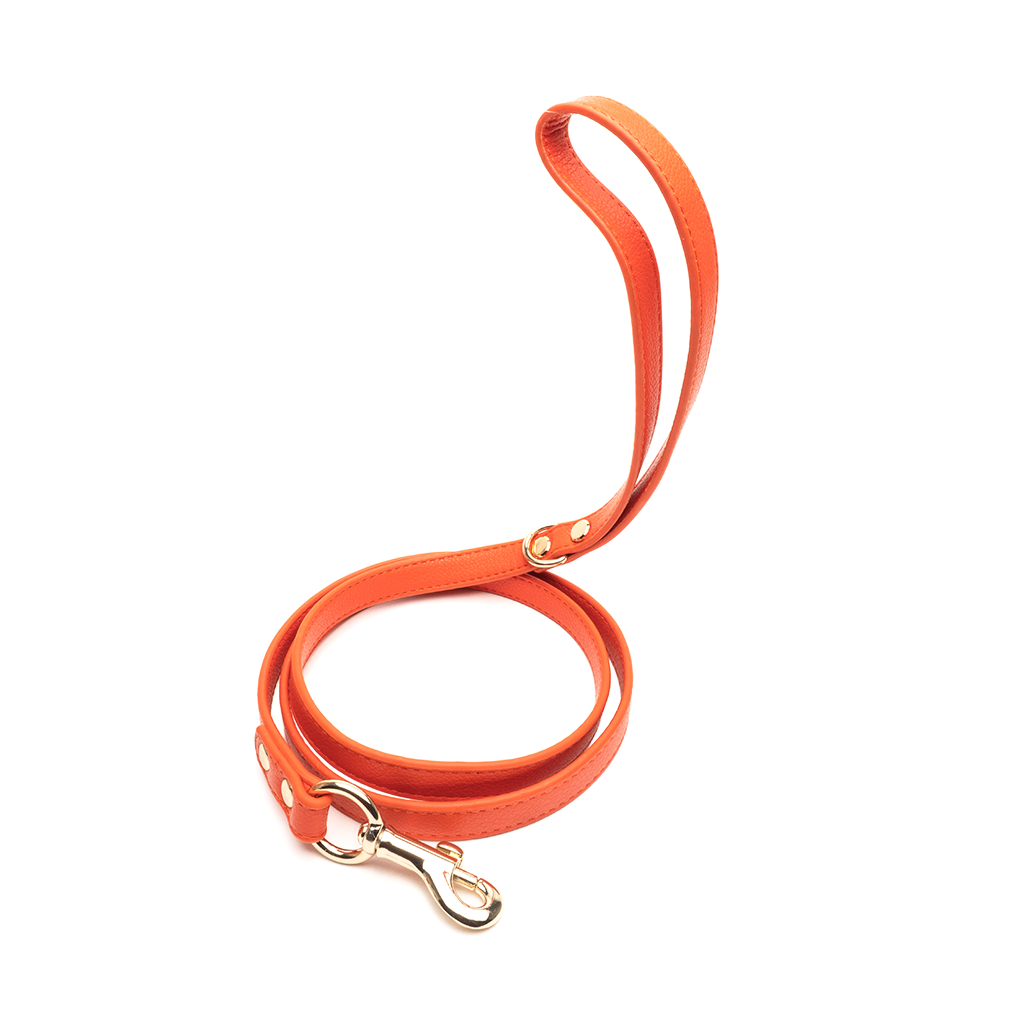 Orange Leash