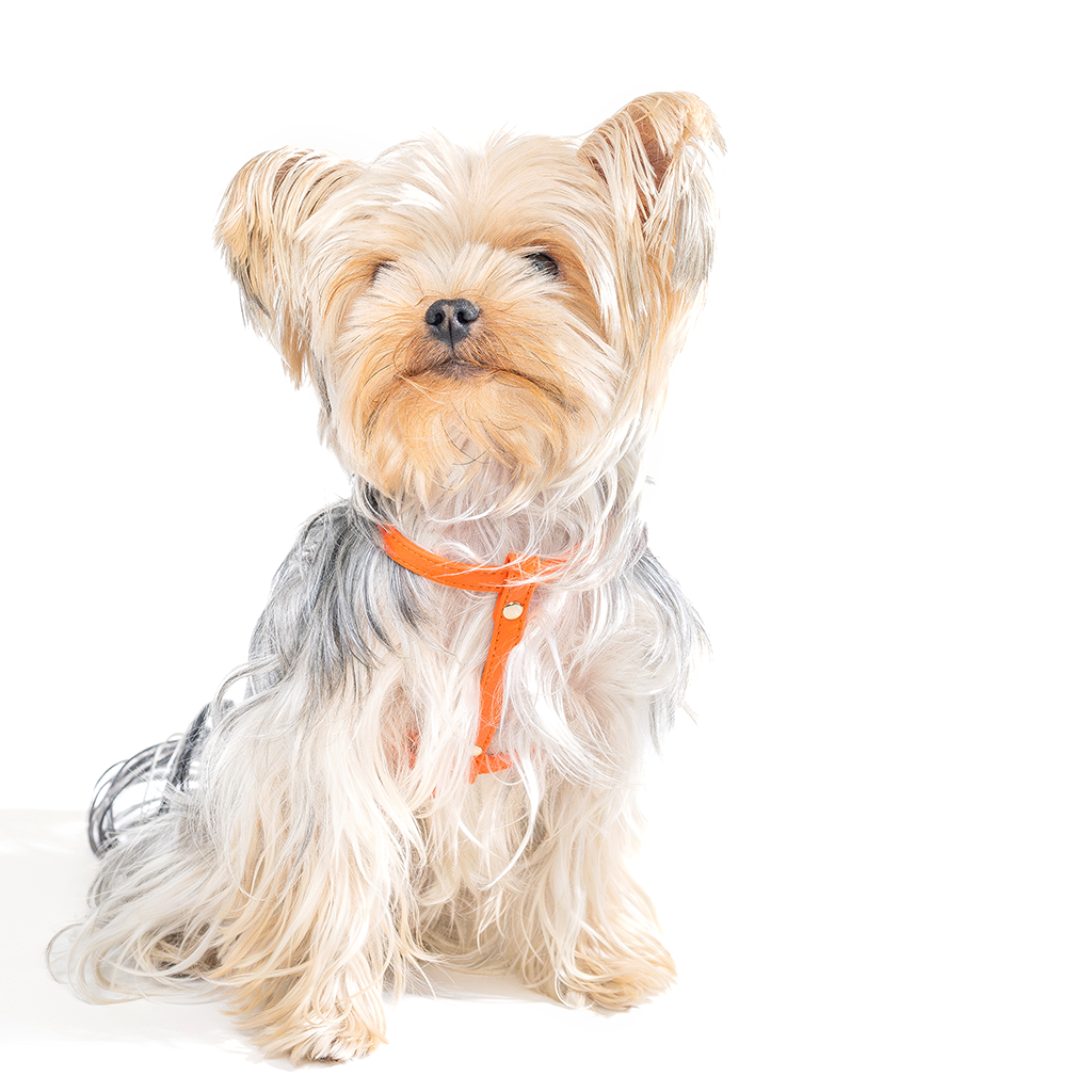 Orange Small Dog Harness